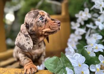 Wyjątkowa! Sunia Jamnik miniaturowy Choco merle z rodowodem