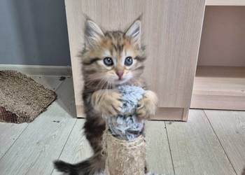 Syberyjska kotka OLIWKA rodowód FIFE FPL