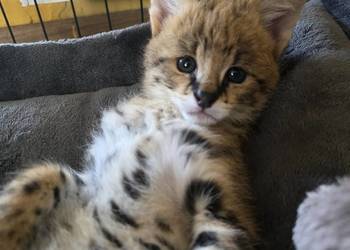 Serwal sawannowy, serval afrykański, ręcznie karmiony, samiec