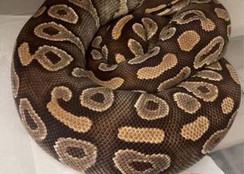 Mojave Yellow belly dorosła samiczka