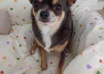 Dorosła chihuahua suczka