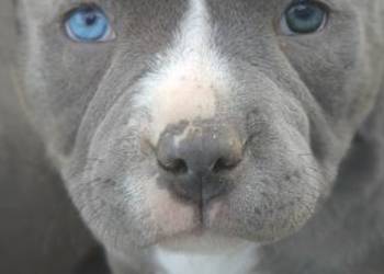 American Bully Piesek