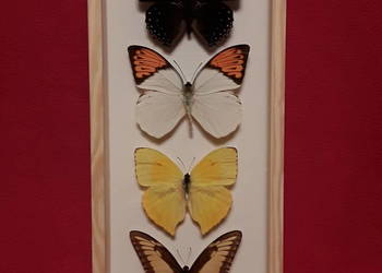 Motyle w ramce 14x35cm Haraxes, Hebomoia, Papilio.