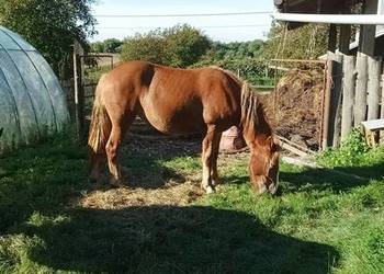 Klacz, źrebię zimnokrwiste