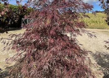 KLON PALMOWY Atropurpurea XXL 200 CM Cena 2650 zł