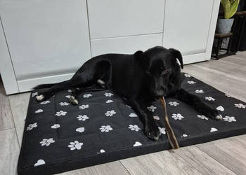 Legowisko 100x70cm dla psa 24862