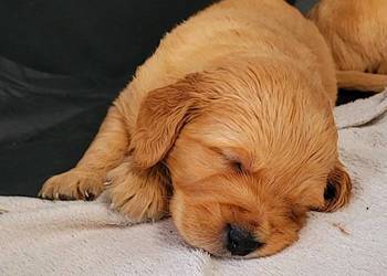 Golden Retriever ciemno złote maluchy