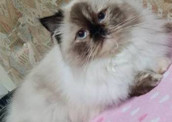 Sprzedam kotkę perską