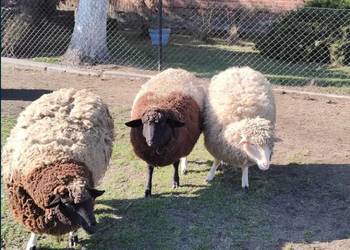 Owce rasy mix dorper