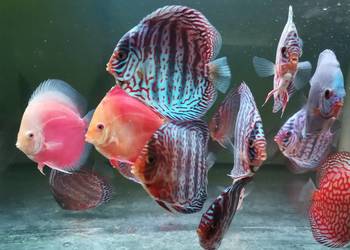 Paletki - hodowla (dyskowce)