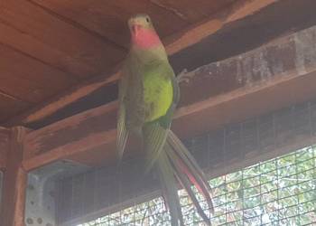 Księżniczka walli Księżniczka walli