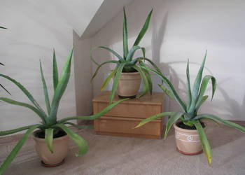 Piękna duża agawa ogrodowa  3 szt