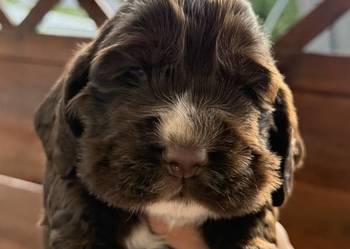 Cocker spaniel angielski