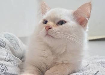 Kocur neva masquerade kot syberyjski