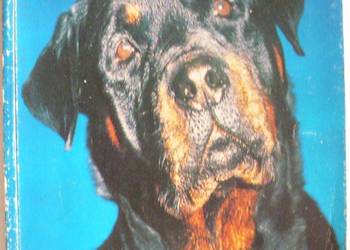 ROTTWEILER - BORZYMOWSKI JAN