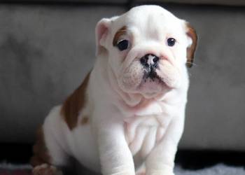 Buldog angielski - suczka