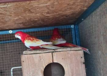 Rozelle białolice, barabandy dorosłe pary, likwidacja