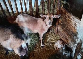 Sprzedam kozę dojną wraz z małą kuzką