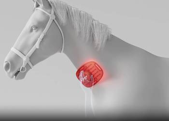 Lumaflex Essential DUO Horse & Human | Zestaw 3 Paneli terapia światłem RED