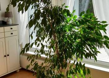 Fikus Benjamina roslina pokojowa+ doniczka ceramiczna