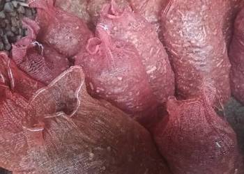 Zrębki z drzew liściastych