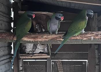 Para aleksandrett chińskich