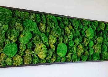 Obraz z mchu poduszkowego w drewnianej ramie 180x55cm