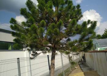 Sosna czarna 3,8m w donicy 450l,