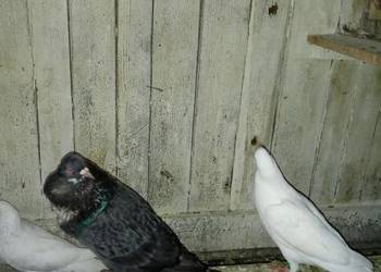 Stawaki garłacze gołębie