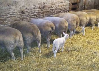 Baranki, jagnięcina