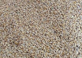 Witam sprzedam jęczmień