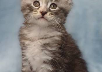 Maine Coon kotka rodowód FPL