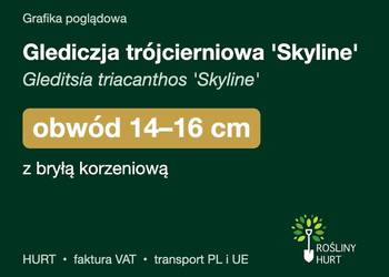 Glediczja trójcierniowa 'Skyline' obwód 14-16 cm, z bryłą – HURT