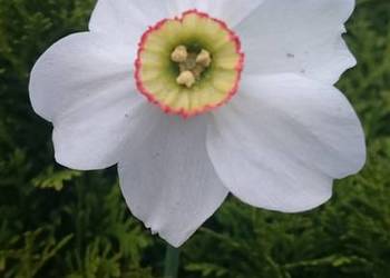 Narcyz biały Poeticus sadzonka