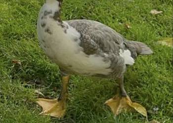 Sprzedam kaczki/kaczory z tamtego roku