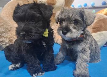 Cudny sznaucerek miniaturowy *szczeniaczki* czarne, pieprz-sól