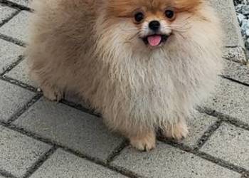 Pomeranian suczka typ misia 4m-ce