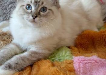 Kotka ragdoll niesteryliz Wrocław rodowód FPL