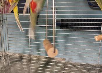 Świergotki seledynowe