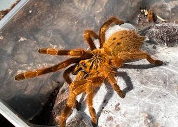P murinus samiczka około 6DC
