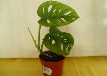 Kwiat  Monstera