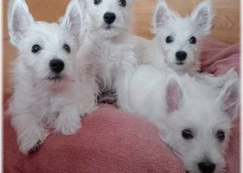 West Highland White Terrier | DNA CMO-0, westie 2025 ZKwP FCI