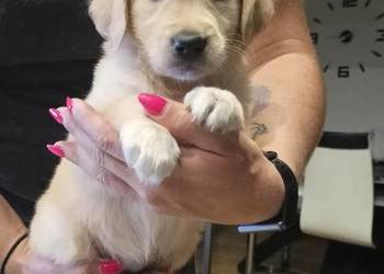 Golden Retriever gotowy do odbioru
