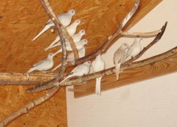 gołąbki diamentowe