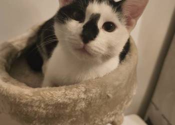 Młody kocurek do adopcji