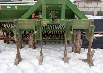 Głębosz amazone, gruber