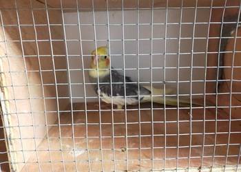 Sprzedam papugi Nimfy