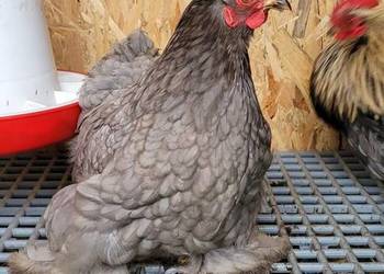 Sprzedam kochinu miniaturowe i koguta silki sprzedam tylko całość cena poda