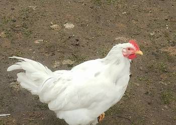 Koguty zargodowe i koguty liliputki