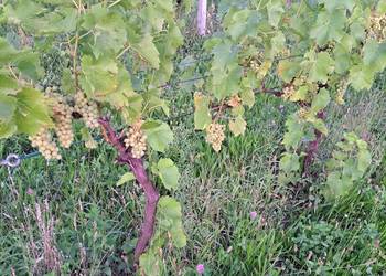Sprzedam winogrona białe I ciemne